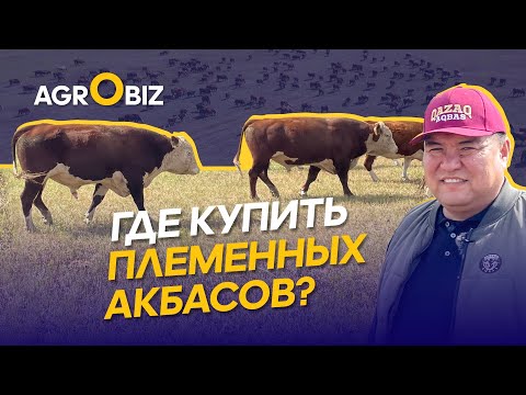Видео: Qazaq Aqbas — где купить племенной скот, как содержать и развивать мясной бренд Казахстана