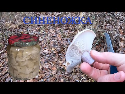Видео: Синеножка – собираем, маринуем, новый рецепт.