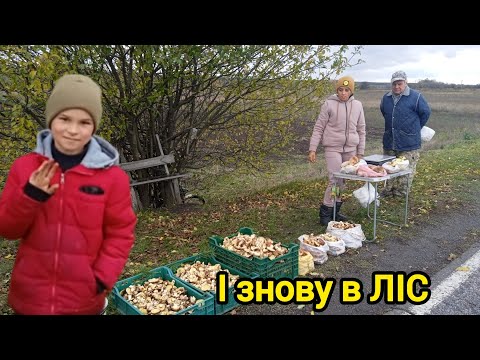 Видео: Збираємо гриби,Білий та Маслюк. 