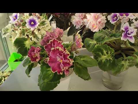 Видео: ЛФ-Домик у Моря, ЛФ-Небо в Облаках, ЛФ-Изумруды и Рубины