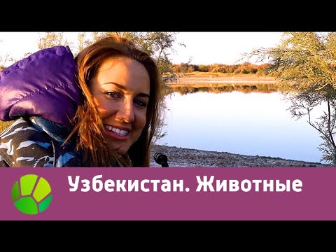 Видео: Узбекистан. Животные | Живые символы планеты | Живая Планета