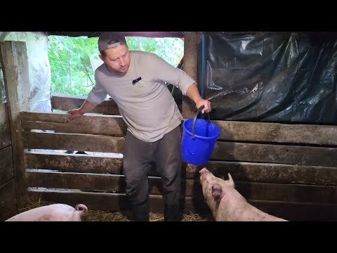 Видео: ‼️Домашнее сало и мясо 🐷Чем кормлю поросят ❓️рецепты комбикорма, БМВД▶️