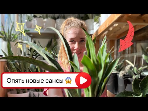 Видео: Новые сансы из Индонезии - обзор! #сансевиерия #sansevieria #сансы #sansevierialover