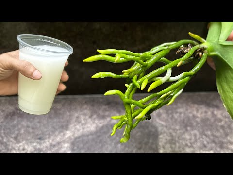 Видео: Эта чудо-вода мгновенно заставляет орхидеи отращивать корни