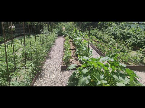 Видео: Обзор огорода в июне.  Как облегчила труд в огороде. Удобные грядки. Новые дорожки. Обработка.