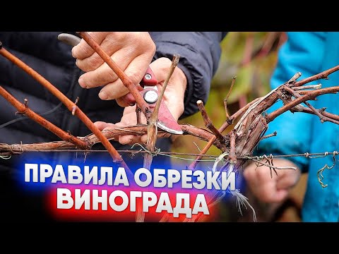 Видео: Правила обрезки винограда
