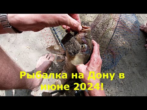 Видео: Рыбалка на Дону в июне 2024! Экскурсия по Задонью!