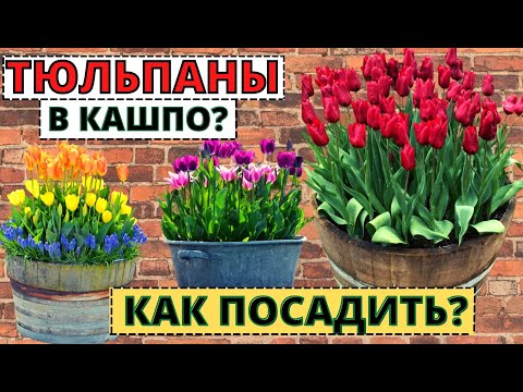 Видео: Секреты высаживания ТЮЛЬПАНОВ  в кашпо для очень раннего цветения