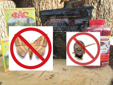 Видео: Борьба с восковой молью мышами в сотохранилище