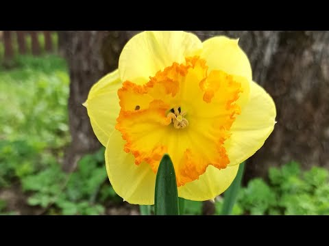 Видео: Май 2024г. Есть ли потери в моём розарии?!