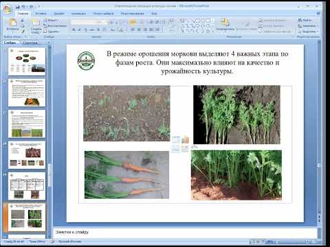 Видео: Выращивание корнеплодных овощных  культур часть 2