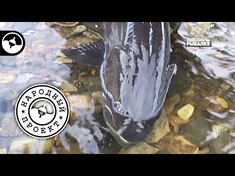 Видео: Река Фатьяниха. Хариус, ленок, щука, таймень | Народный проект