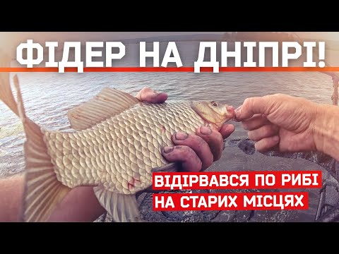 Видео: Ранковий лящ на Дніпрі! Риба зайшла на старі місця! Рибалка на фідер 2020.