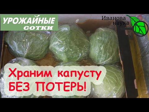 Видео: ВОТ ТАК НАДО ХРАНИТЬ КАПУСТУ БЕЗ ПОТЕРЬ! Проблемы капусты при хранении.