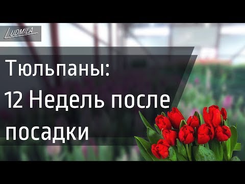 Видео: ВЫГОНКА ТЮЛЬПАНОВ | Что делать с луковицей после срезки?