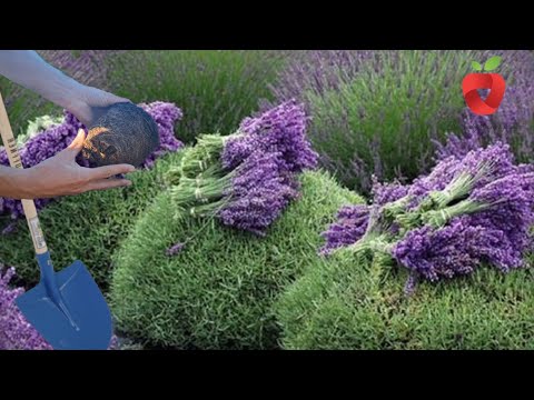 Видео: Готовим лаванду к зиме – обрезка, посадка и защита от холода