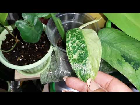 Видео: комнатные цветы. обзор в июне 2021. много новинок