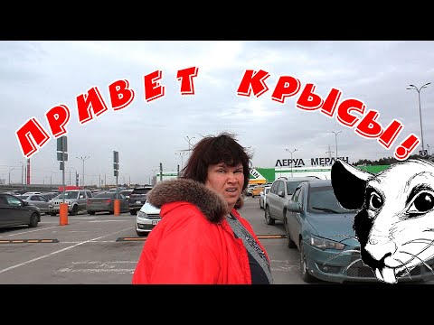 Видео: Неожиданная встреча