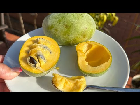 Видео: Азіміна трилоба Прима 1216, перше плодоношення , дегустація . Смак - 💣