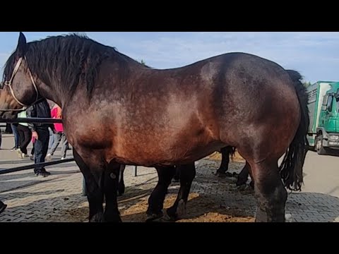 Видео: Коні Ваговози.Базар в Польщі 🇮🇩 🇮🇩 🇮🇩 Targowa 6, 98-330 Pajęczno