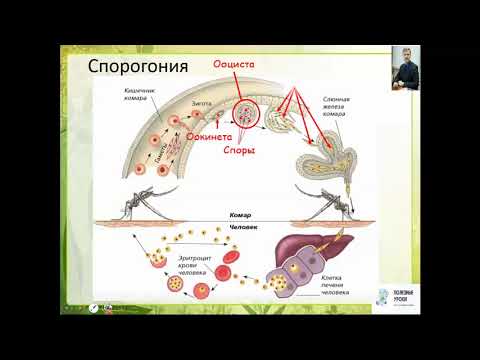 Видео: Класс Споровики