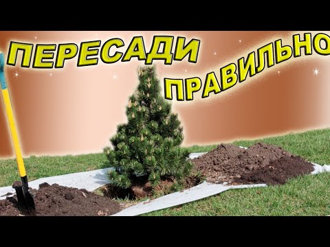Видео: ГОТОВИМ СОСНУ К ПЕРЕСАДКЕ. 100%-й РЕЗУЛЬТАТ.