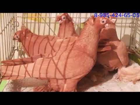 Видео: 1 декабря 2023 г.