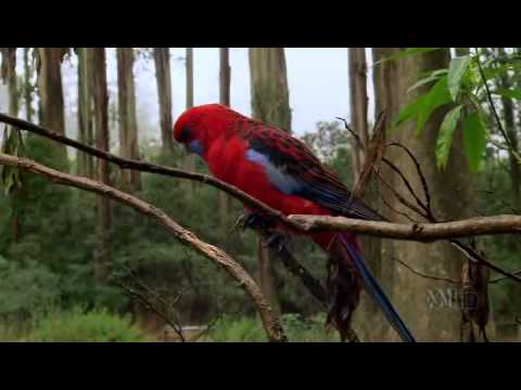 Видео: Австралия - страна попугаев 4/6