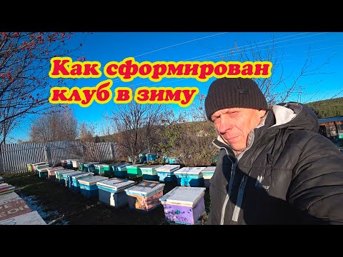 Видео: КАК СФОРМИРОВАНЫ КЛУБЫ ПЧЁЛ В ЗИМУ, ОТВЕТ НА КОММЕНТАРИИ