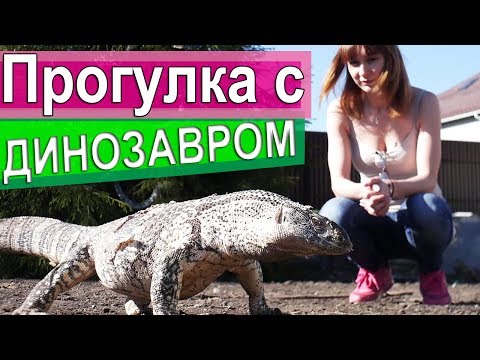 Видео: ПРОГУЛКА С ДИНОЗАВРОМ. Выгул гигантского варана