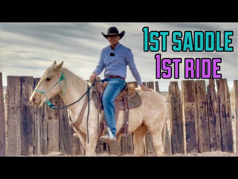 Видео: НОВЫЙ календарь PDR 2026 года уже в продаже!!! | Она что, взбрыкнула??