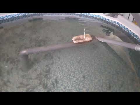 Видео: Документы для продажи осетра в узв