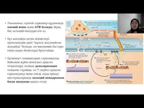 Видео: АТФ синтезі