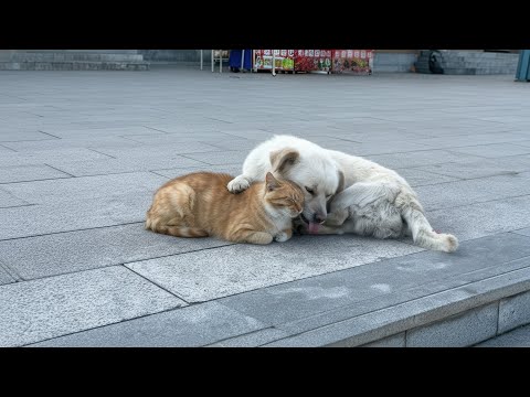 Видео: Их хозяин бросил их на станции... но их следующая остановка была нашим домом