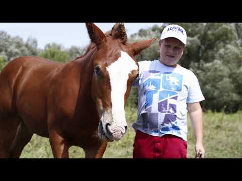 Видео: Штар Жеребенок