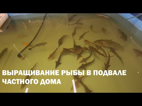 Видео: Выращивание рыбы в мини УЗВ. Без вложений и затрат.