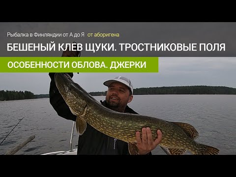 Видео: Бешеный клев щуки на джерки в тростниковых островах