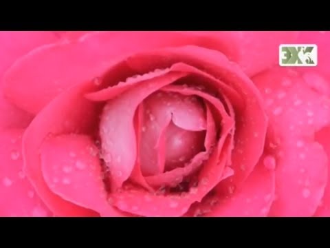 Видео: ОТВЕЧАЕМ НА ВОПРОСЫ О РОЗАХ