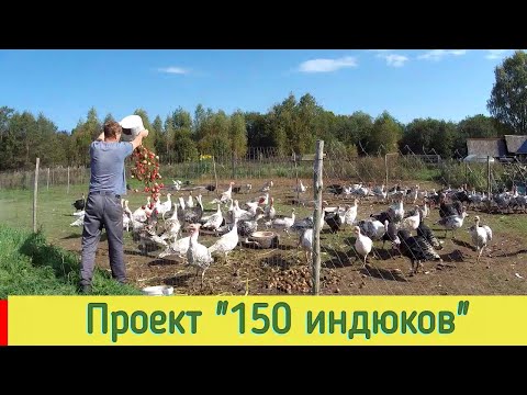 Видео: САМЫЙ ТЯЖЕЛЫЙ ПЕРИОД в проекте "150 индюков" или день в индюшином хозяйстве!