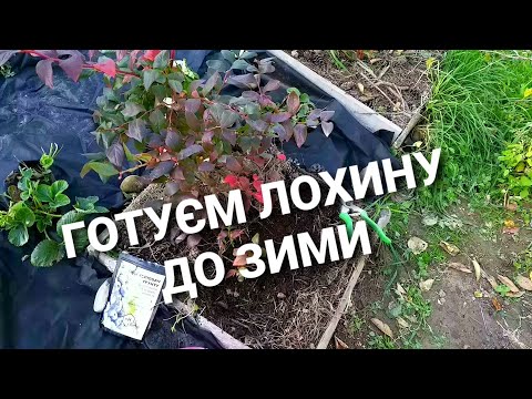 Видео: ОСіННі РОБОТИ з ЛОХИНОЮ///ОБРіЗКА ПіДКОРМКА ПіДКИСЛЕННЯ ЛОХИНИ на ЗИМУ///ВИРОЩУВАННЯ ЛОХИНИ на ДАЧІ