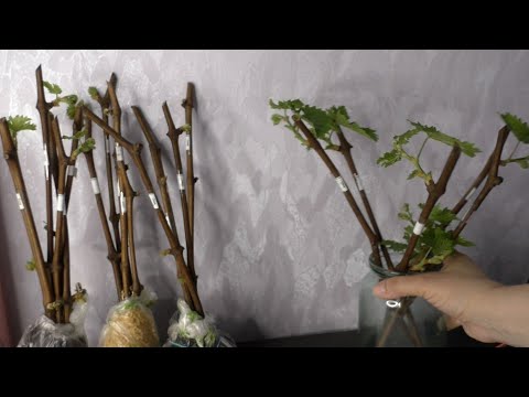 Видео: В чем лучше всего укоренять черенки винограда?