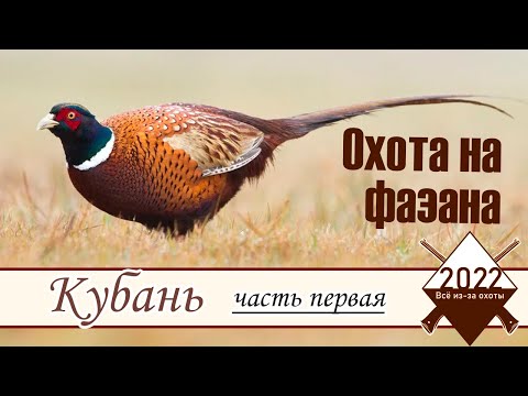 Видео: Охота на фазана. Кубань 2022. Часть 1