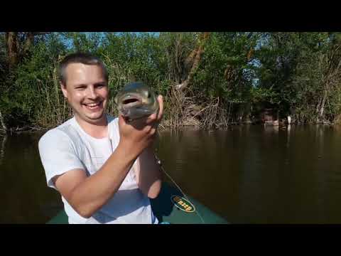 Видео: Ловля амура на кружки