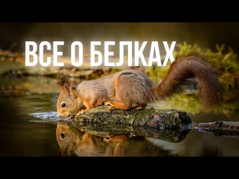 Видео: Все о белках для охотника и фотоохотника| интересные факты про белок