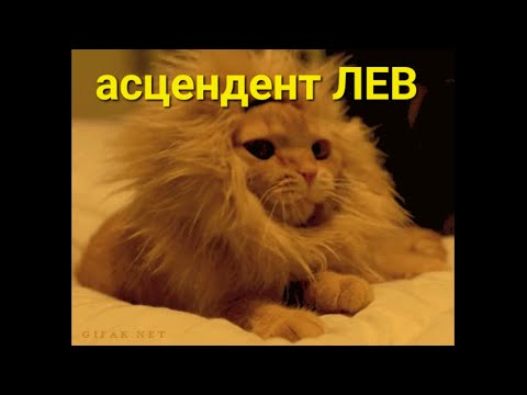 Видео: Человек без стыда