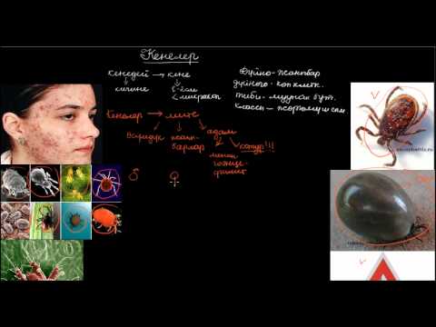 Видео: Кенелер