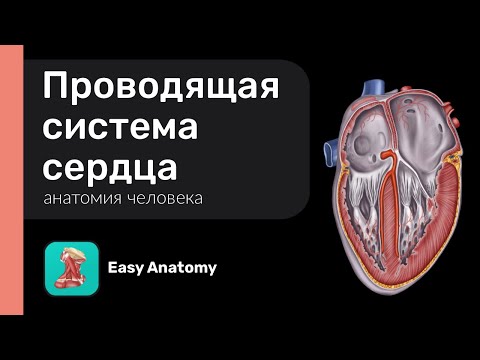 Видео: Проводящая система сердца