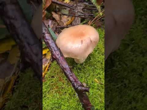 Видео: Унылая пора, очей очарование. Осень, в Пушкинских Горах