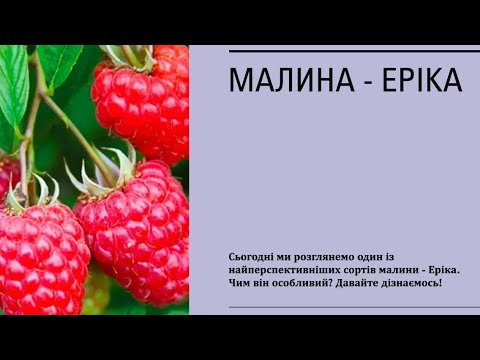 Видео: 🍓 Сорт малини Еріка – Особливості, врожайність та догляд 🌱