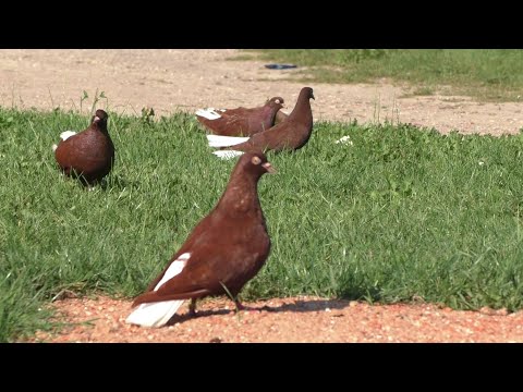 Видео: Красные белохвостые голуби 2023 08 18